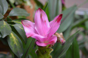 turmeric flower