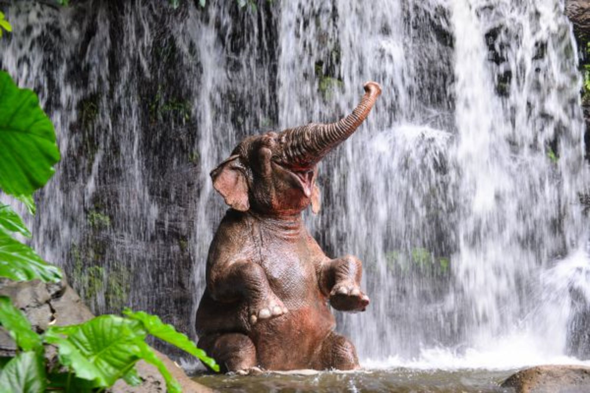 Слон купается. Слон под водопадом. Довольный слон. Слоны купаются. Слоник купается.