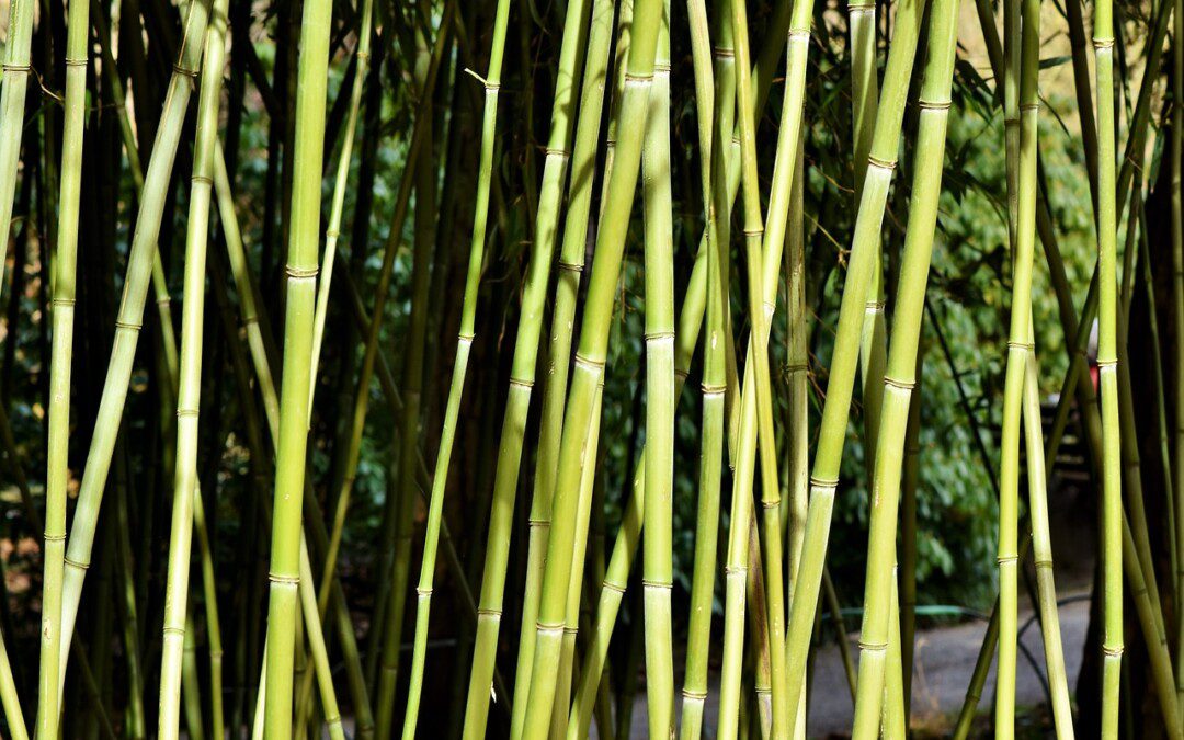 Igyunk a Föld és önmagunk egészségére! – A bambuszpohárról pro és kontra